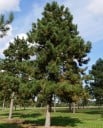Semințe de pin negru Pinus nigra laricio 15 buc Crescut conifer cu ace verzi închise 2