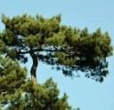 Semințe de pin negru Pinus nigra laricio 15 buc Crescut conifer cu ace verzi închise 3