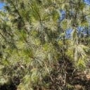 Semințe de pin Pinus maximartinezii 5 buc Rare pin cu ace lungi și nuci comestibile pentru grădină sau ca solitar 2