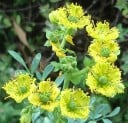 Semințe de roută Ruta graveolens 50 buc Iarbă aromatică cu flori galbene și frunze verde-albăstrui Pentru grădină și pentru ghiveci și seră 2