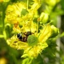Semințe de roută Ruta graveolens 50 buc Iarbă aromatică cu flori galbene și frunze verde-albăstrui Pentru grădină și pentru ghiveci și seră 3