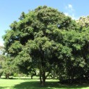 Semințe de soldăna pavă Adenanthera pavonina Red Sandalwood, 10 buc, copac exotic cu semințe roșii lucioase, plantare pentru seră și colecționari 1