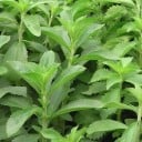 Semințe de stevie Stevia rebaudiana 50 buc Slăvită plantă cu frunze verzi și dulci Pentru grădină, în jardiniere, pe pervaz și în bucătărie 2