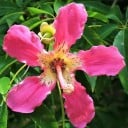 Semințe de vlnovec superb Ceiba speciosa 10 buc. copac tropical cu trunchi în formă de sticlă și coroană verde pentru cultivare în grădină 2