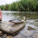 Señuelo de superficie popper 10 cm 13 g con cola giratoria y ojos 3D Dos anzuelos triples Para pesca de depredadores 7