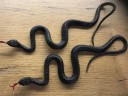 Serpent réaliste 3