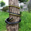 Serpiente realista 1