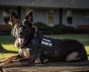 Set di imbracatura militare, collare e guinzaglio per cani Imbracatura da addestramento regolabile e resistente con velcro per cani 7