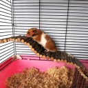 Set of Wooden Toys for Rodents 8 pcs 2