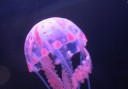 Siliconen kwallen voor het aquarium 4