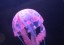 Silikonová medúza do akvária 4
