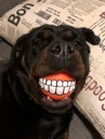 Sjov bold til hunde 3