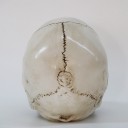 Skull Decoration 4