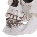 Skull Figurine 3