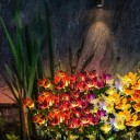 Solar-LED-Lampe mit Blumen aus Seidenmaterial, Solarenergie, ideal für Garten und Hof 8