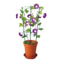 Soporte metálico para plantas trepadoras 3