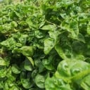 Spinaziezaden Spinacia oleracea 100 stuks Bladgroente met donkergroene eetbare bladeren Voor de tuin, in bloembakken en op het balkon 1