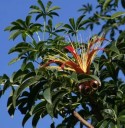 Σπόροι Adansonia madagascariensis, συσκευασία 10 τμχ, σπάνιος μπαομπάμπ από το Μαδαγασκάρι, φύτευση για συλλέκτες, μπονσάι και βοτανικά έργα 2