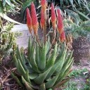 Σπόροι Aloe aculeata, 10 τμχ, παχύφυτο φυτό με αγκαθωτά φύλλα και κίτρινο-πορτοκαλί άνθη, φύτευση για θερμοκήπιο και συλλέκτες 2