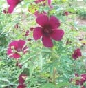 Σπόροι Ιβίσκου Hibiscus Cannabinus Ιβίσκος Κανναβώδης 10 τμχ Ροζ Λουλούδια Σκούρο Κέντρο Πράσινα Φύλλα Διακοσμητικό Φυτό Για Γλάστρα Ή Για Κήπο 2