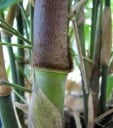 Σπόροι μπαμπού Dendrocalamus strictus 500 τμχ ψηλό αναπτυσσόμενο τροπικό είδος με πράσινους βλαστούς για φυτείες και εκτεταμένες φυτεύσεις 2