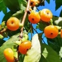 Σπόροι τομέλ καυκάσιος Diospyros lotus 50 τμχ αργά αναπτυσσόμενο φρουτώδες δέντρο με πορτοκαλί καρπούς για φύτευση σε οπωρώνες και φυτώρια 1