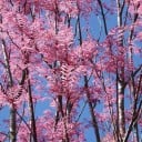 Σπόροι Toona sinensis Flamingo 30 τμχ Φθινοπωρινό διακοσμητικό δέντρο με ροζ νεαρά φύλλα Για τον κήπο και ως σολίστες στο γκαζόν 2