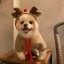 Strój świąteczny dla psa - renifer 2