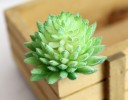 Succulent artificiel 13