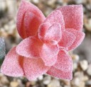 Succulent artificiel 18