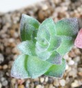 Succulent artificiel 19