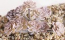 Succulent artificiel 21