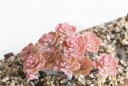 Succulent artificiel 22