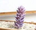 Succulent artificiel 8