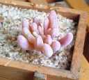 Succulent artificiel 11