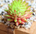 Succulent artificiel C580 16
