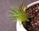 Succulent artificiel C580 17