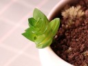 Succulent artificiel C580 18