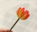 Succulent artificiel C580 19