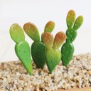 Succulent artificiel C580 21