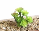 Succulent artificiel C580 5