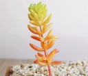 Succulent artificiel C580 8