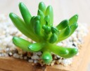 Succulent artificiel C580 12