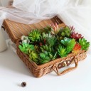 Succulent artificiel C580 2