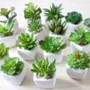 Succulent artificiel C580 4