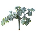 Succulent artificiel C642 11