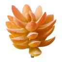 Succulent artificiel C642 7