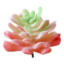 Succulent artificiel C642 10