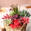 Succulent artificiel 3