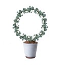Support de piquetage pour plantes grimpantes 2
